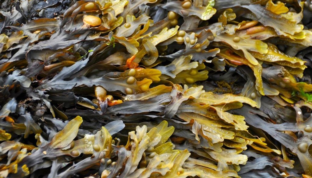 Лучший рыбий жир 2021 источник омега3 TopExp